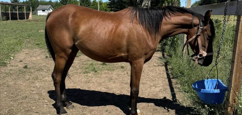 Young registered Arabian mare, Princess Kazi, is halter trained and ready to ride