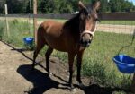Young registered Arabian mare, Princess Kazi, is halter trained and ready to ride