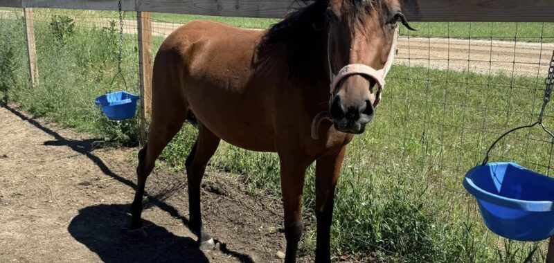 Young registered Arabian mare, Princess Kazi, is halter trained and ready to ride
