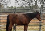 Older registered Arabian, Russian, is looking for a forever family; could he join yours?