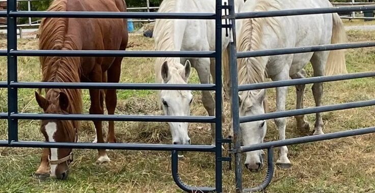 Older Arabian mare, Sailor, rescued from auction hopes to be adopted with her buddies.