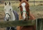 Older Arabian mare, Sailor, rescued from auction hopes to be adopted with her buddies.