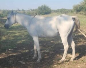 Silver-formerly-Rolo