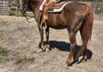 Sweet, pretty, easy to handle, Arabian mare, Sparkle, seeks her forever riding partner
