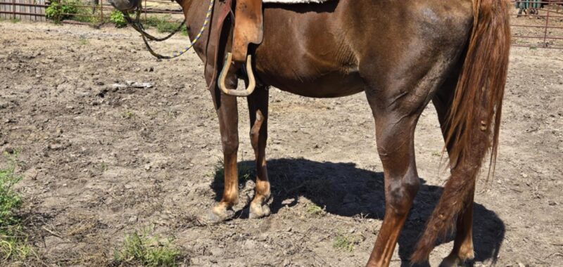 Sweet, pretty, easy to handle, Arabian mare, Sparkle, seeks her forever riding partner