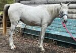 Pretty, sweet, young Arabian mare, Tess, would love to find a forever home and her best friend