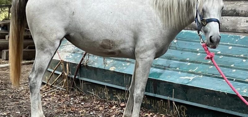 Pretty, sweet, young Arabian mare, Tess, would love to find a forever home and her best friend