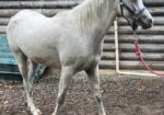 Pretty, sweet, young Arabian mare, Tess, would love to find a forever home and her best friend