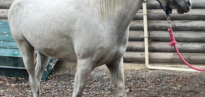 Pretty, sweet, young Arabian mare, Tess, would love to find a forever home and her best friend