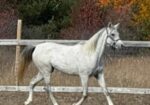Pretty, sweet, young Arabian mare, Tess, would love to find a forever home and her best friend