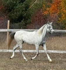 Pretty, sweet, young Arabian mare, Tess, would love to find a forever home and her best friend
