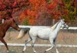 Pretty, sweet, young Arabian mare, Tess, would love to find a forever home and her best friend
