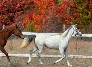 Pretty, sweet, young Arabian mare, Tess, would love to find a forever home and her best friend