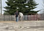 Pretty, sweet, young Arabian mare, Tess, would love to find a forever home and her best friend