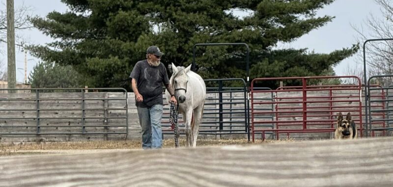 Pretty, sweet, young Arabian mare, Tess, would love to find a forever home and her best friend