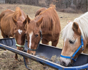 godspeedhorses