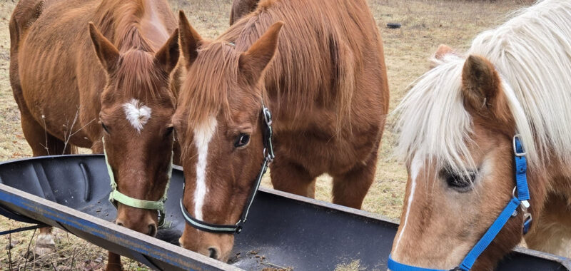 godspeedhorses