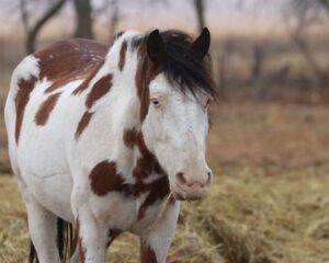 maverick_112024_01