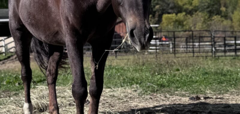Willow