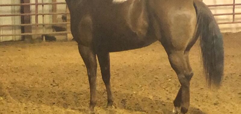 MTKS Phenomenal Boy