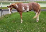 Gorgeous Double Registered Paint/Pinto Mare Looking for a Slower Pace