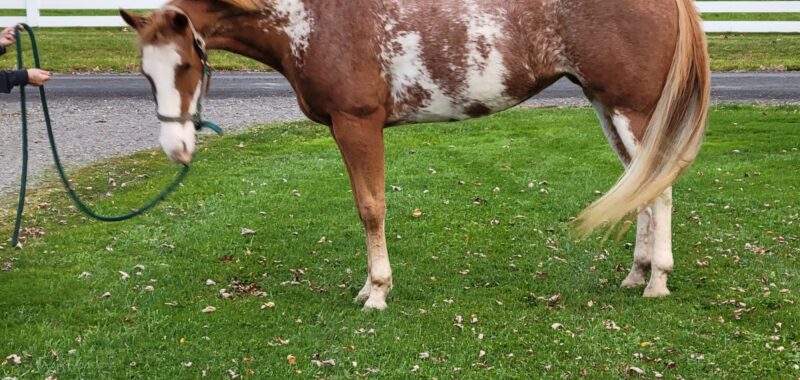 Gorgeous Double Registered Paint/Pinto Mare Looking for a Slower Pace