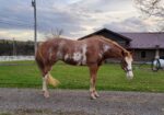 Gorgeous Double Registered Paint/Pinto Mare Looking for a Slower Pace