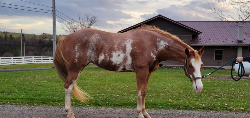 Gorgeous Double Registered Paint/Pinto Mare Looking for a Slower Pace