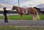 Gorgeous Double Registered Paint/Pinto Mare Looking for a Slower Pace