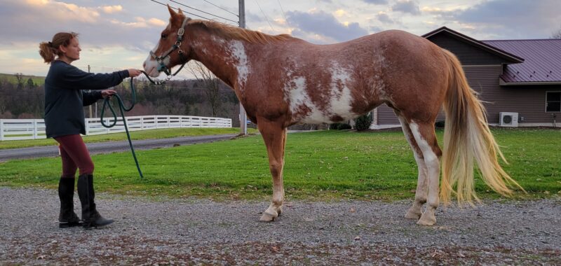 Gorgeous Double Registered Paint/Pinto Mare Looking for a Slower Pace