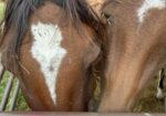Bonded Arabian mares, Demi and Fallon, would love a forever home where they can stay together!