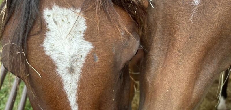 Bonded Arabian mares, Demi and Fallon, would love a forever home where they can stay together!