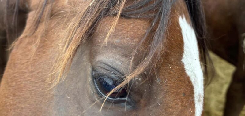 Bonded Arabian mares, Demi and Fallon, would love a forever home where they can stay together!