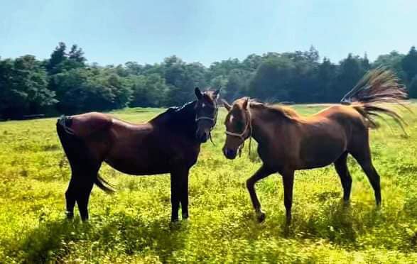 Bonded Arabian mares, Demi and Fallon, would love a forever home where they can stay together!