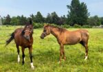 Bonded Arabian mares, Demi and Fallon, would love a forever home where they can stay together!