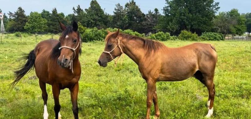 Bonded Arabian mares, Demi and Fallon, would love a forever home where they can stay together!