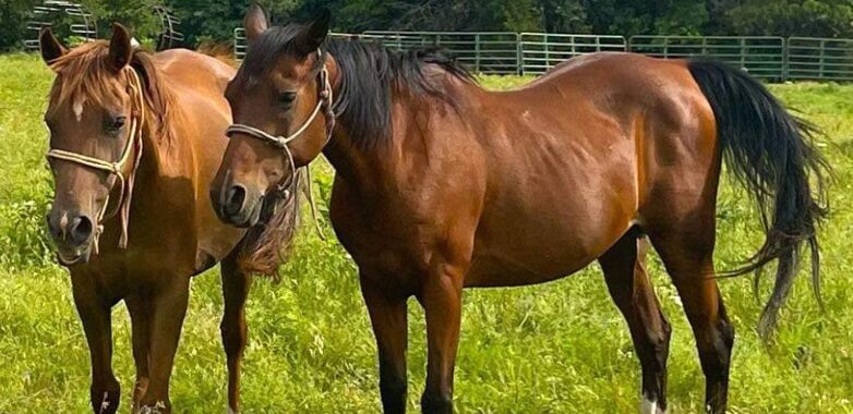Bonded Arabian mares, Demi and Fallon, would love a forever home where they can stay together!