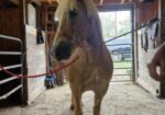 Haflinger for sale or possible trade