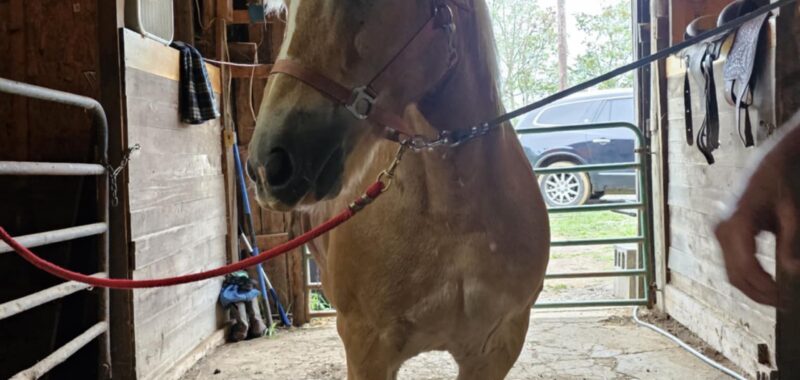 Haflinger for sale or possible trade