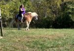 Haflinger for sale or possible trade