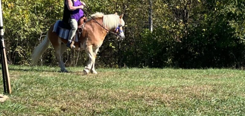 Haflinger for sale or possible trade