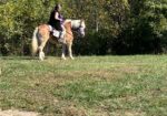 Haflinger for sale or possible trade