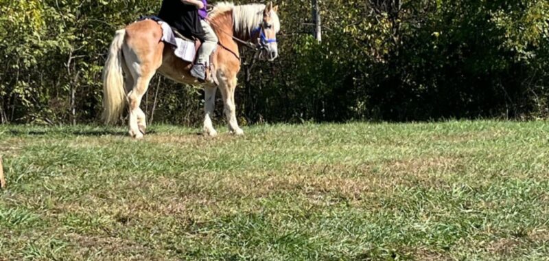 Haflinger for sale or possible trade