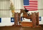 Quiet Thoroughbred Gelding Eventing & Showing At 2’6″