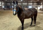 Ms Lil Butter/Lily is just a sweet little thing with great manners and personality. She is pasture sound but not rideable.
