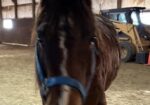 Ms Lil Butter/Lily is just a sweet little thing with great manners and personality. She is pasture sound but not rideable.