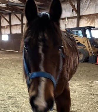 Ms Lil Butter/Lily is just a sweet little thing with great manners and personality. She is pasture sound but not rideable.