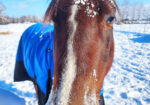 Ms Lil Butter/Lily is just a sweet little thing with great manners and personality. She is pasture sound but not rideable.