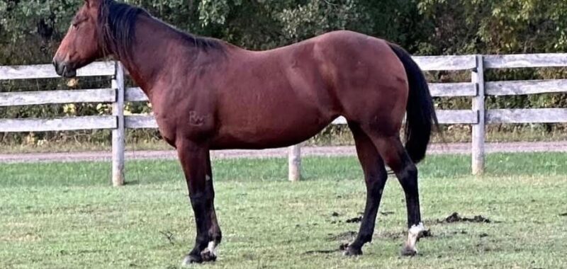 Ms Lil Butter/Lily is just a sweet little thing with great manners and personality. She is pasture sound but not rideable.