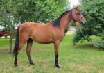 3-Year-Old Registered Arabian, SVRH Kazi Kitten, is available for adoption or foster to adopt!
